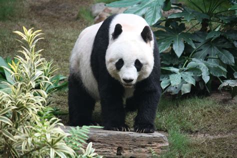 panda